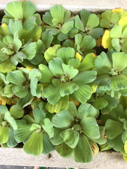 Pistia Stratiodes (water lettuce)