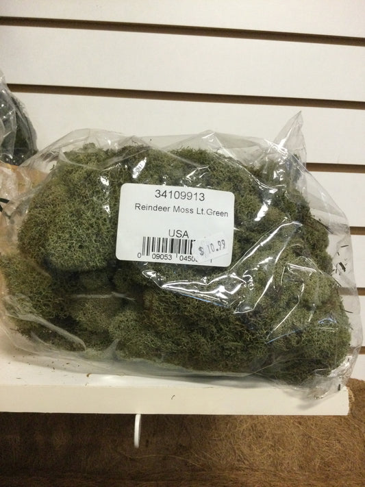 reindeer moss lt. green