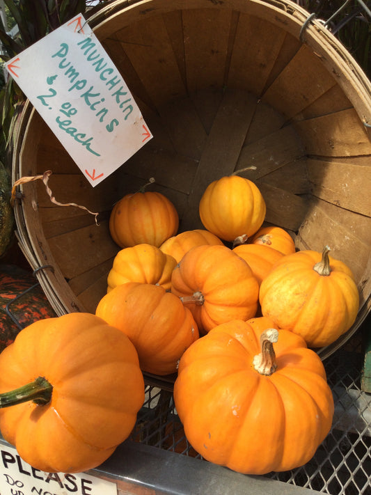 Munchkin Pumpkin $2.00