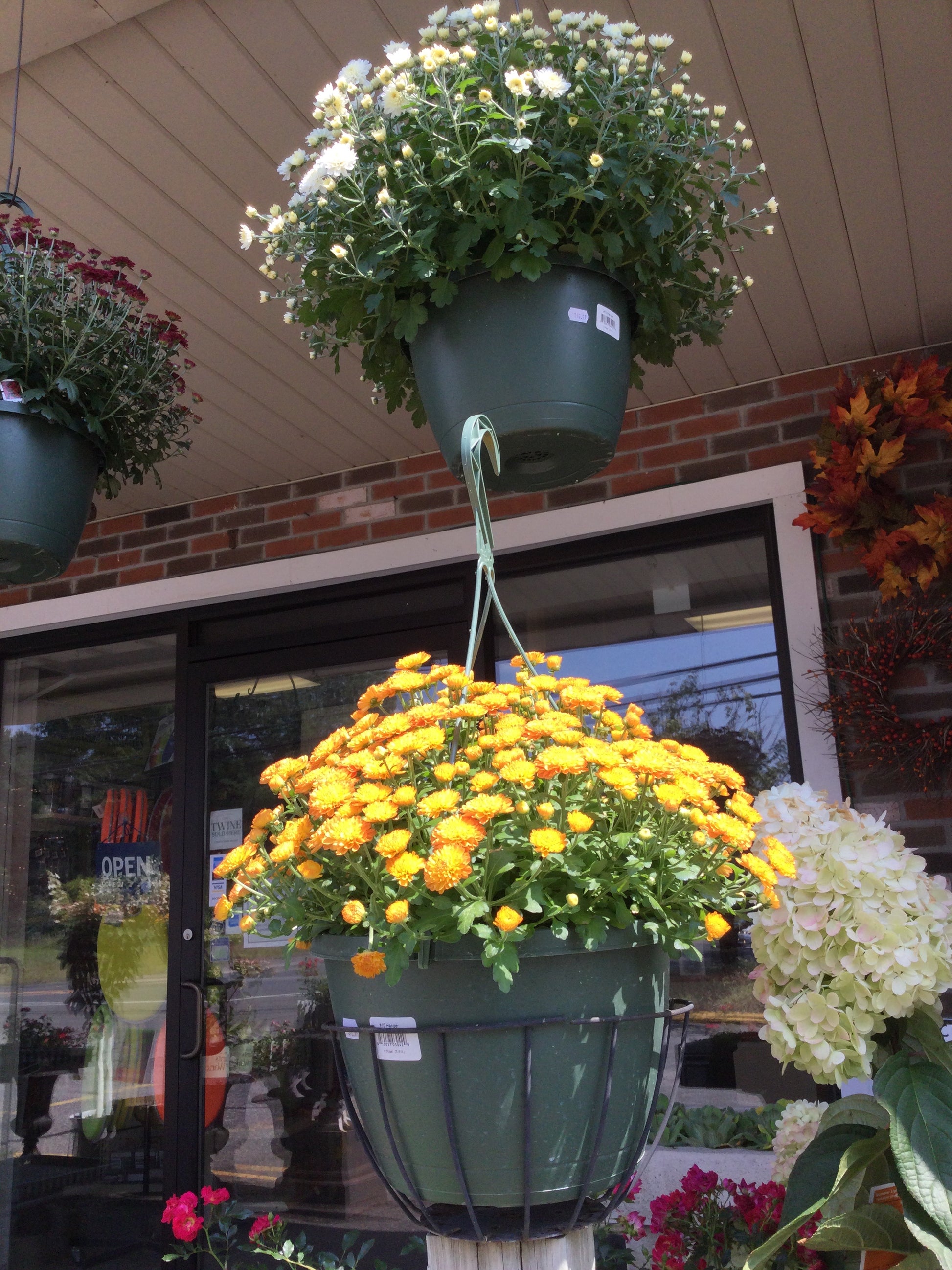 planting mums in hanging baskets hanging Mums