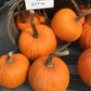 Sugar pumpkins Asst