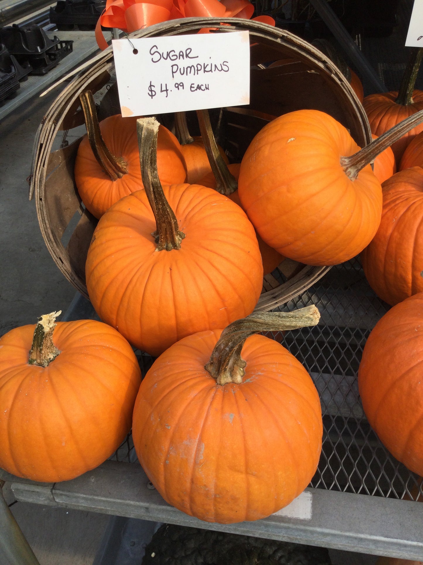 Sugar pumpkins Asst