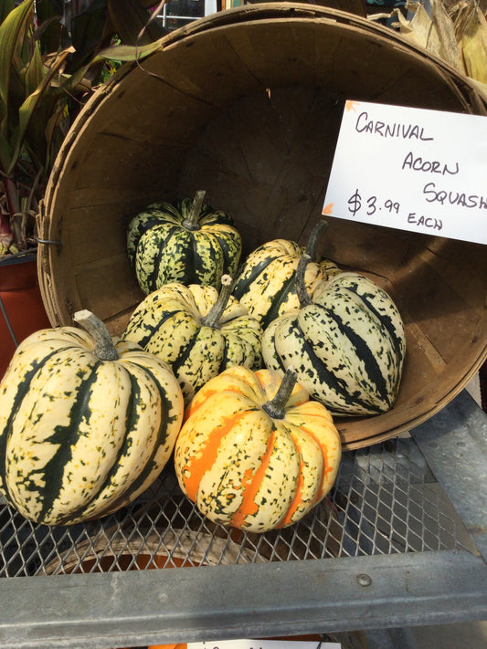 Carnival Acorn squash