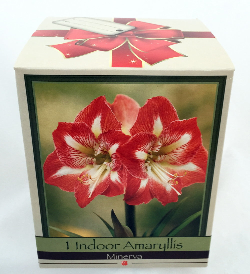 Amaryllis Minerva box kit